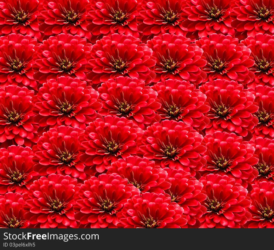 Red Flowers Background