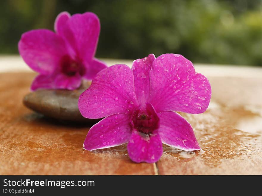 Stones and orchid