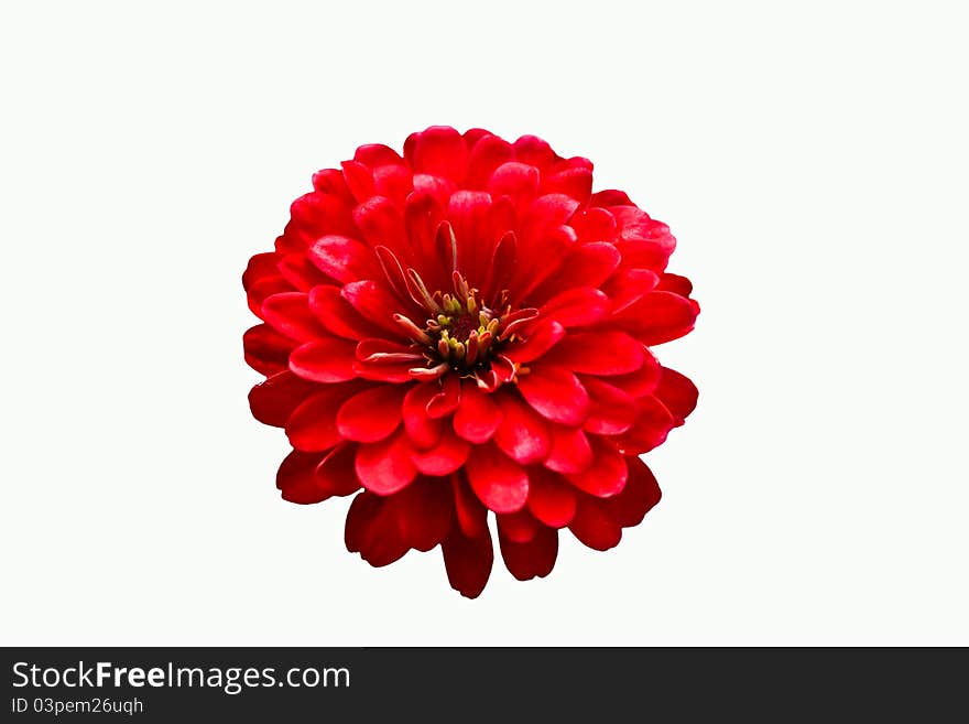 Red Flowers on White Background. Red Flowers on White Background