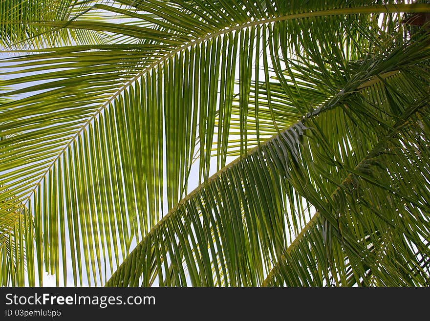 Detail - coconut palm tree leaves