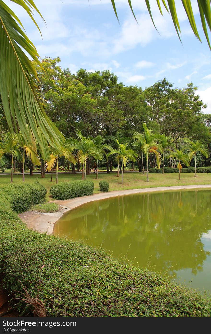 Water reflects the green shadows of the trees on afternoon. Water reflects the green shadows of the trees on afternoon