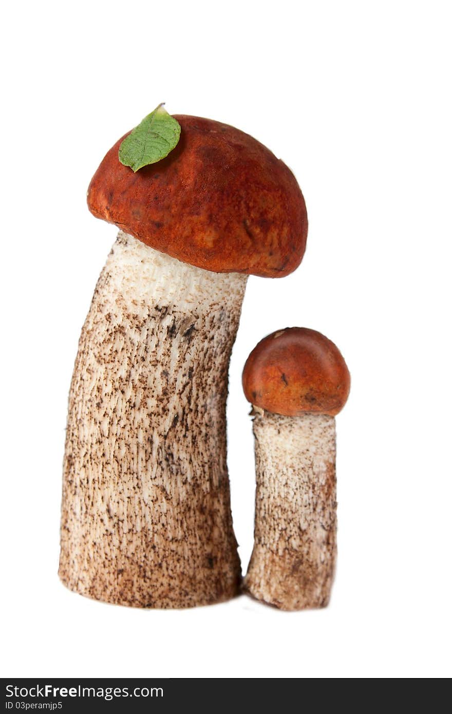 Two orange-cap boletuses on white backgroud