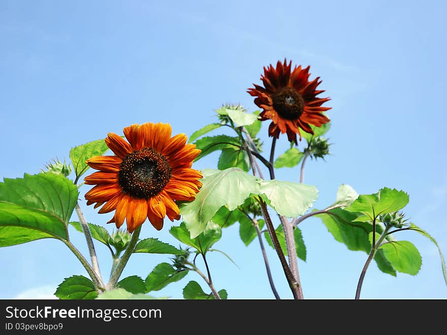 Orange sunflower on blue sky background