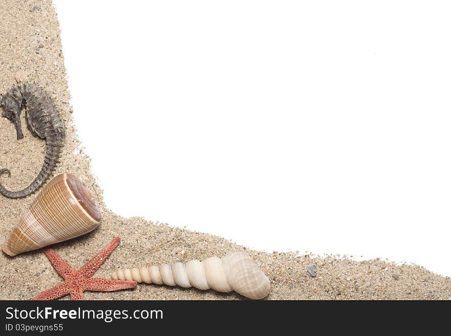 Seashells with sand on white background with copy space