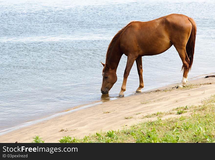 Hose drinking water