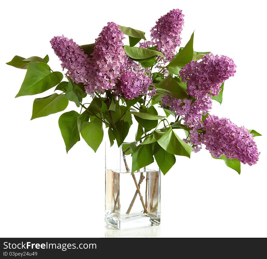 Bouquet of spring purple Lilac in a vase isolated on a white background.