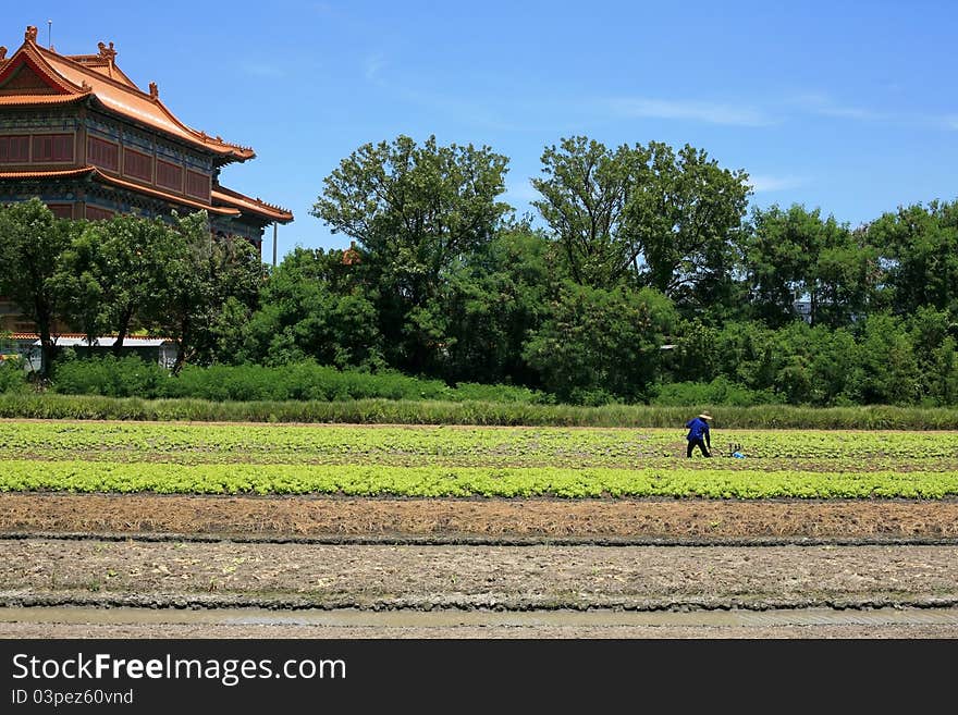 Lettuce Farm with farmer