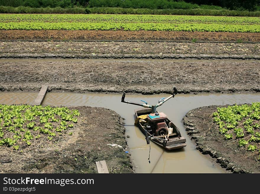 Boat On The Ditch In Lettuce Farm