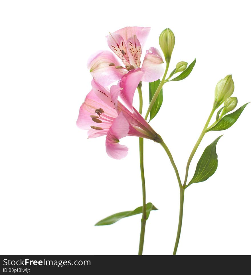 Alstroemeria flowers isolated on white background.