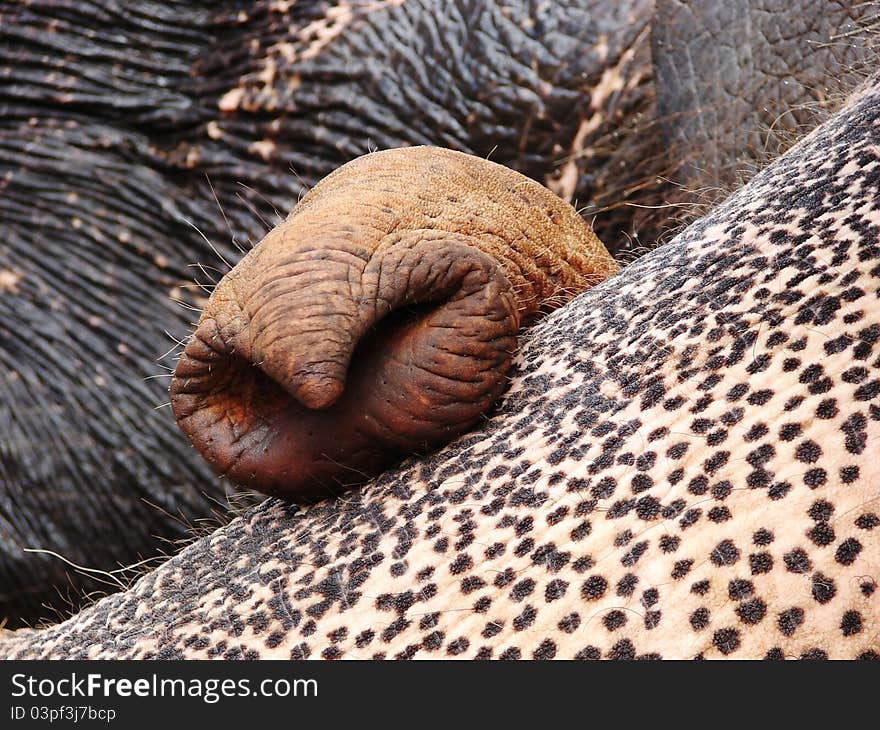 Curved Elephant trunk captured whilst bathing. Curved Elephant trunk captured whilst bathing