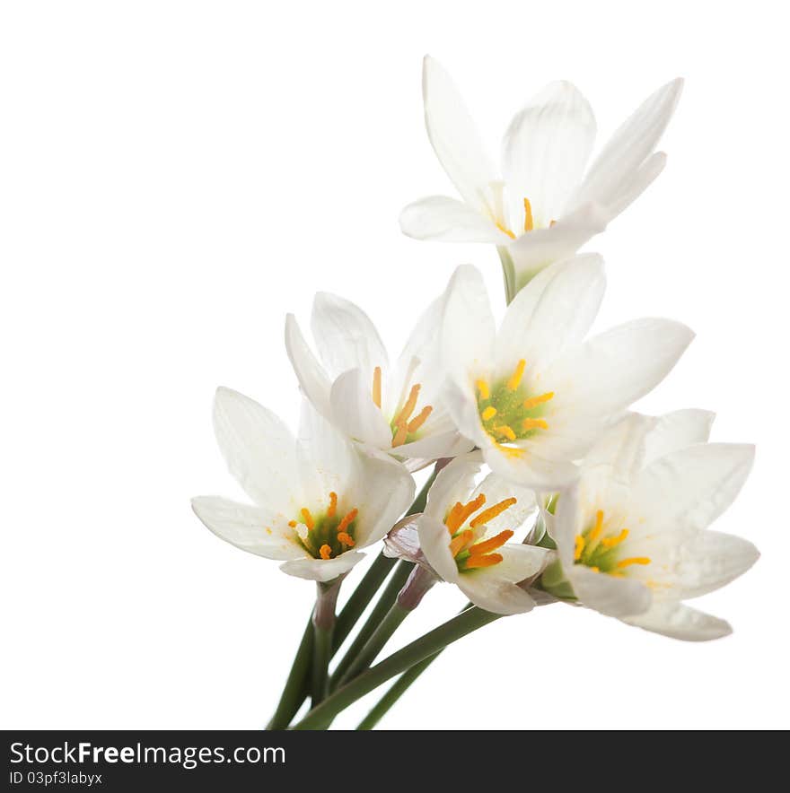 Lilies isolated on a white background. zephyranthes candida