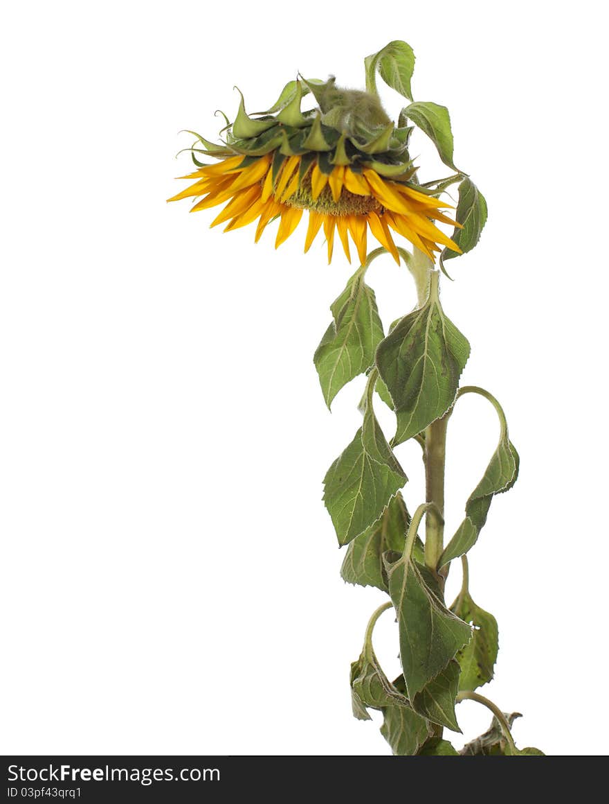 Sunflower isolated on a white background