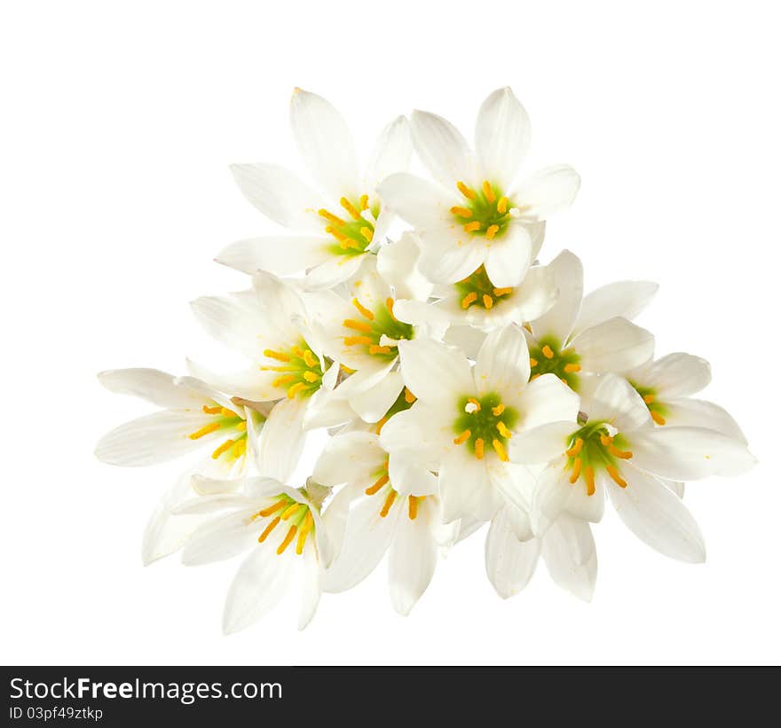 Lilies isolated on a white background. zephyranthes candida