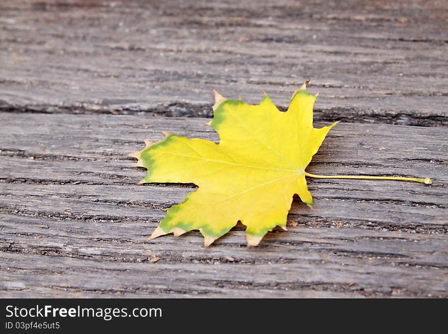 Yellow maple leaf on the wooden board