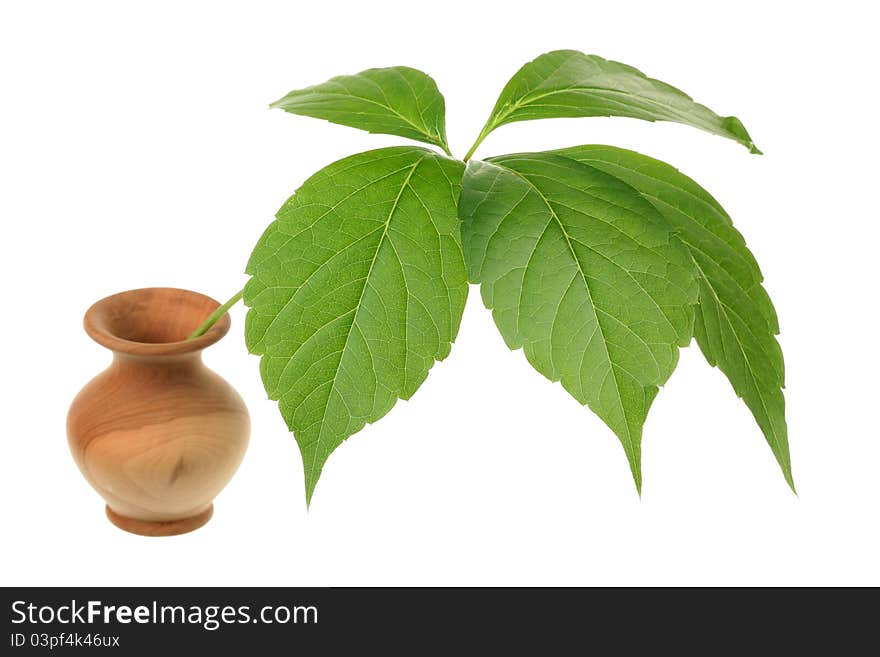 Virginia creeper (Parthenocissus quinquefolia) leaves isolated on the white