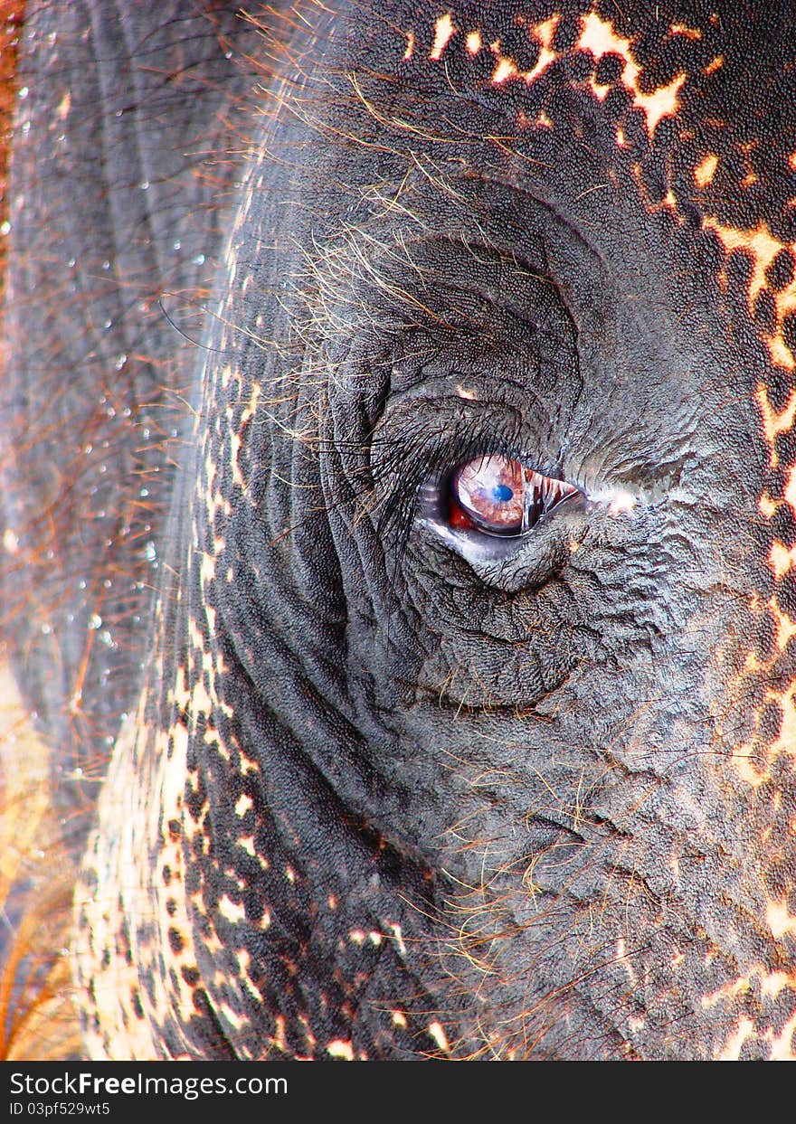 Colors of the Elephant eye. Brown pupil with blue eye lens with thick eyelashes.