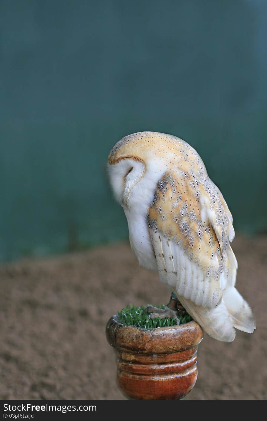 Profile of a Barn Owl  sitting on a post