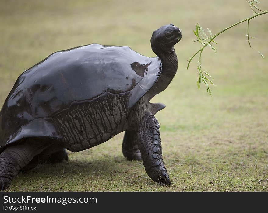 A picture of an elegant big brown turtle with a wet shell being offered a green branch to eat. A picture of an elegant big brown turtle with a wet shell being offered a green branch to eat