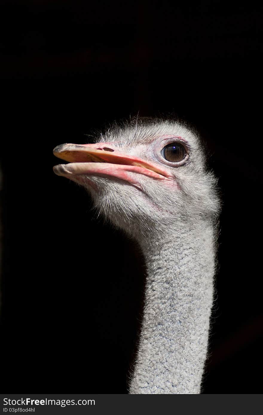 An ostrich against a black background. An ostrich against a black background