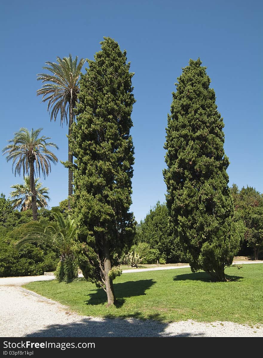 Trees by the Public Park of Rapallo