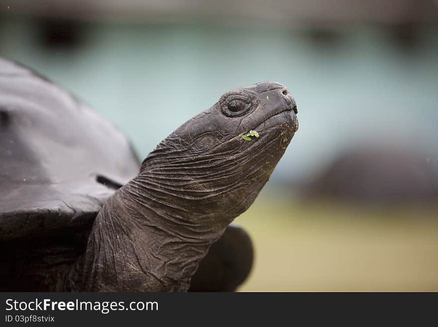 A close up of a funny looking big brown turtle's snout with a green grass in its mouth. A close up of a funny looking big brown turtle's snout with a green grass in its mouth