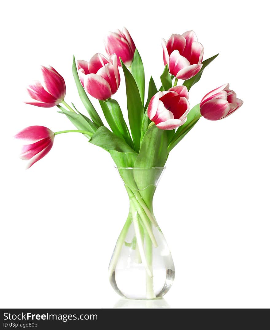 Pink and white tulips in the transparent vase isolated on white.