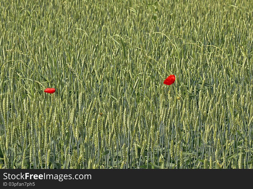 Two red poppy flowers in green wheat field. Two red poppy flowers in green wheat field