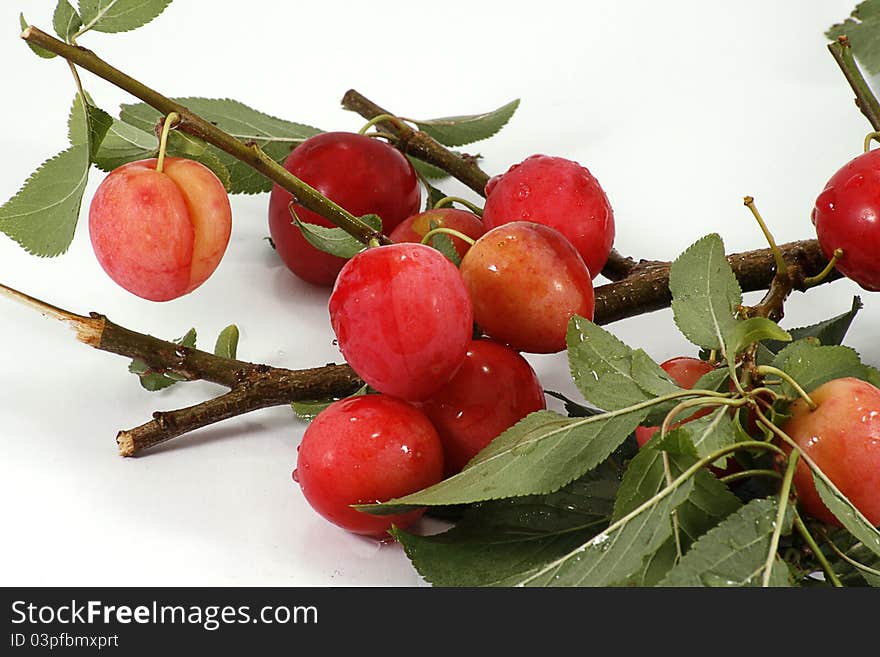 Group of english wild cherries  on branch isolated on white