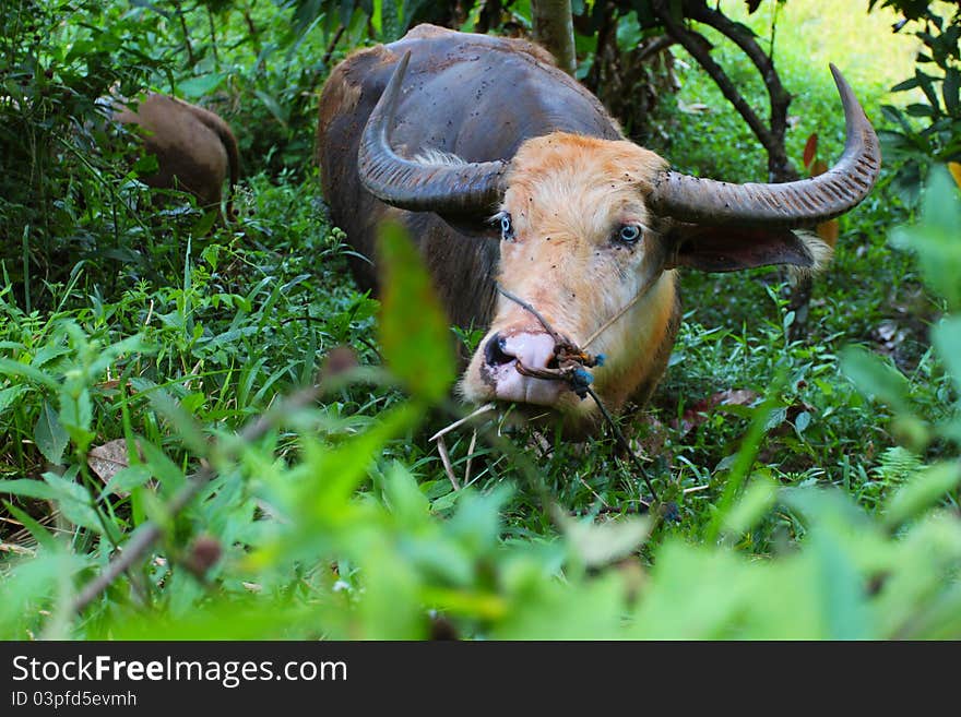 Water buffalo