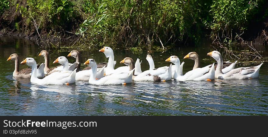 Geese on small river