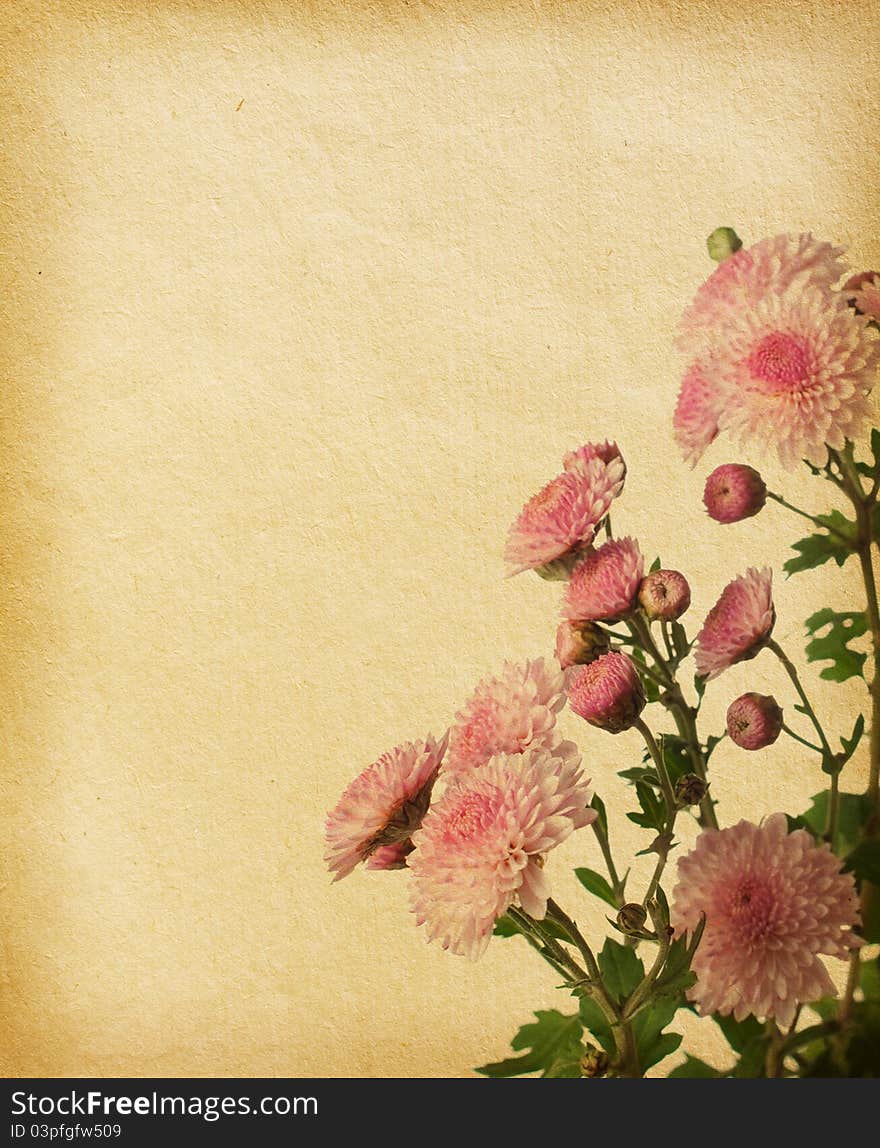 Vintage paper textures with pink chrysanthemum. Vintage paper textures with pink chrysanthemum