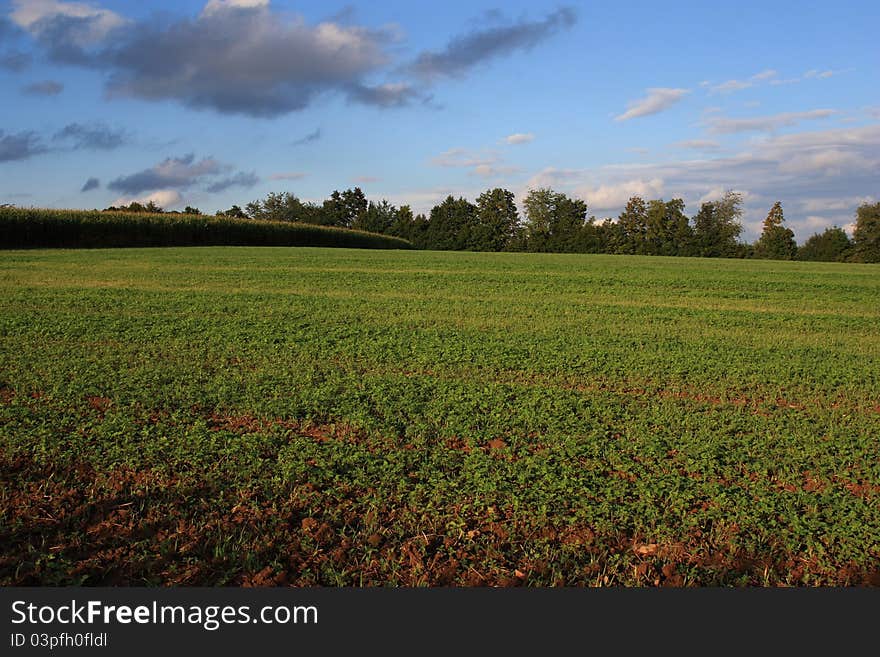 Beautiful grassland in summer