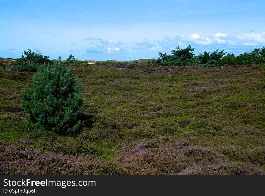 Moorland herb