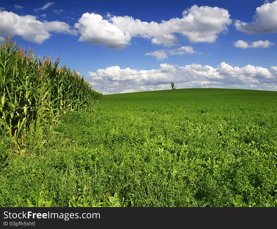 Corn Field