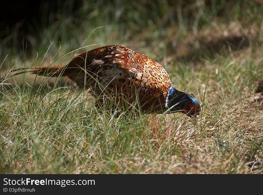 Pheasant [Phasianus colchicus] search for food in gras