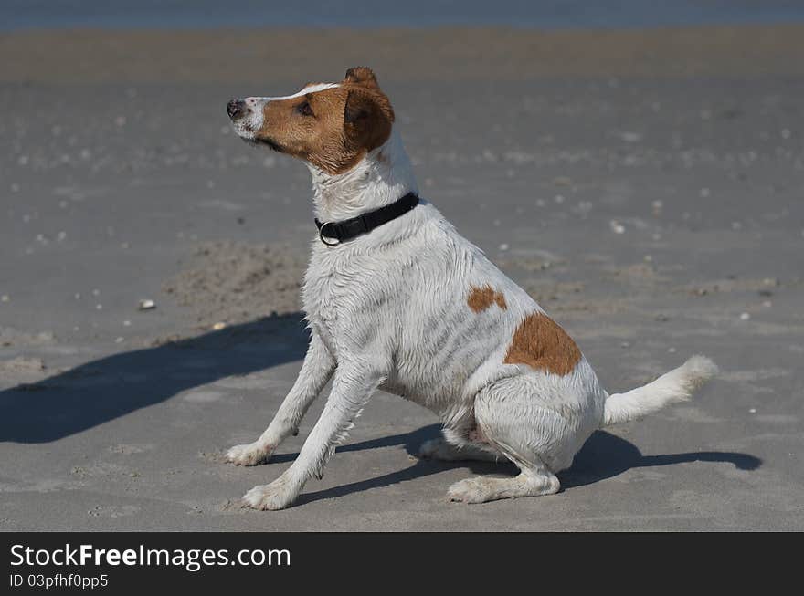 Dog at the beach