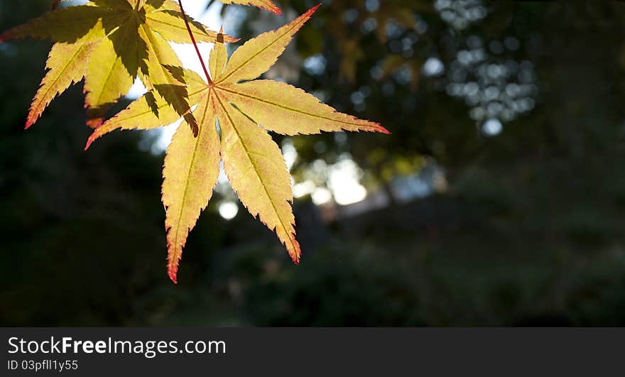 Yellow leaves in the forest