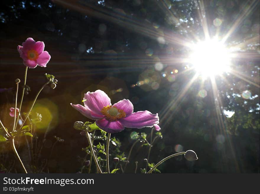 Flowers with sunlite at morning garden. Flowers with sunlite at morning garden