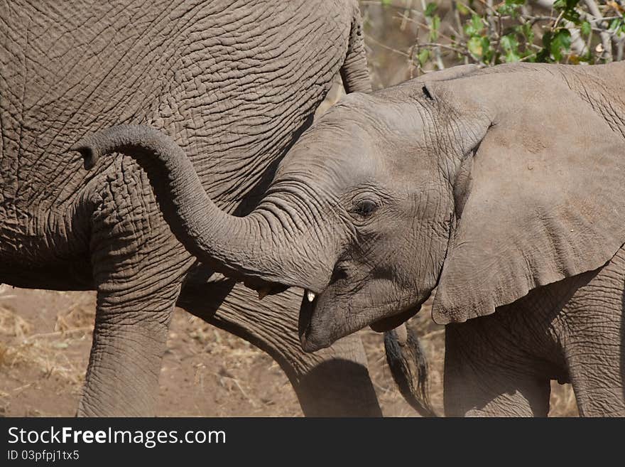 A closeup of an elephant calf walking next to its mother with its trunk lifted. A closeup of an elephant calf walking next to its mother with its trunk lifted