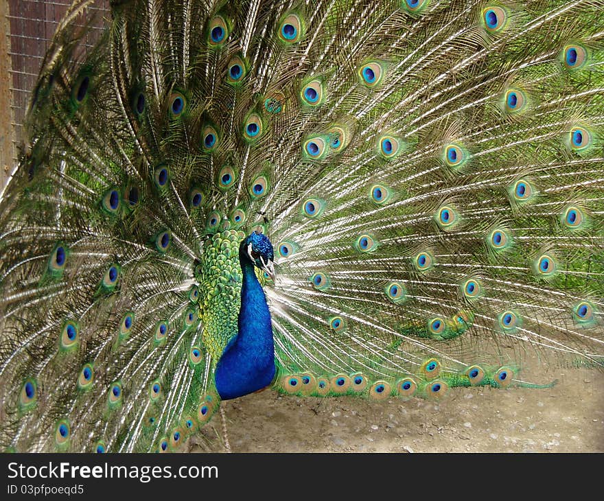 Male Peacock with Plumage in full display