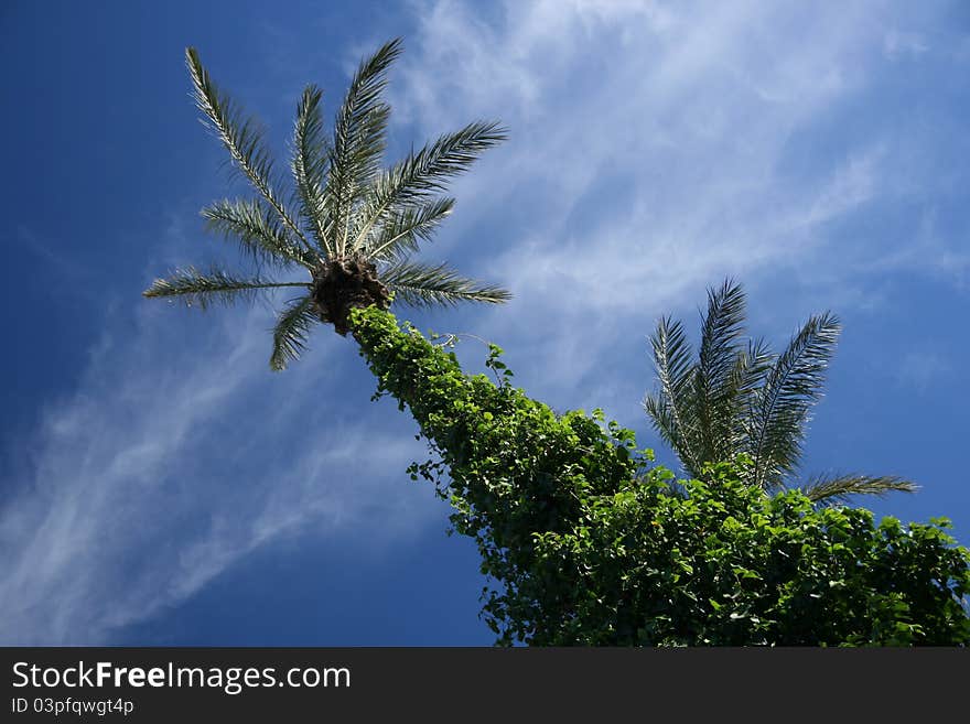 Date palm in down perspective