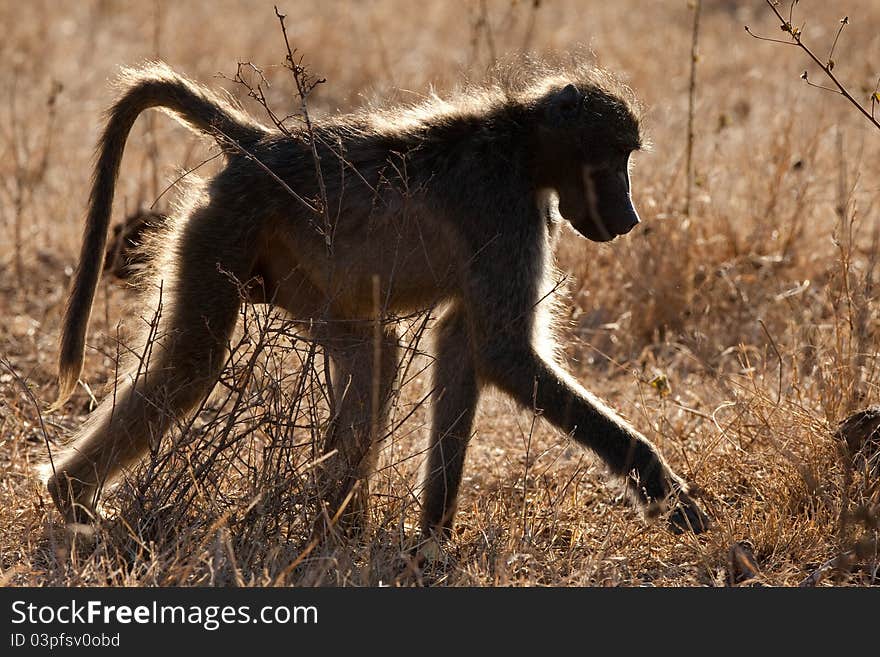 Baboon Silhouette