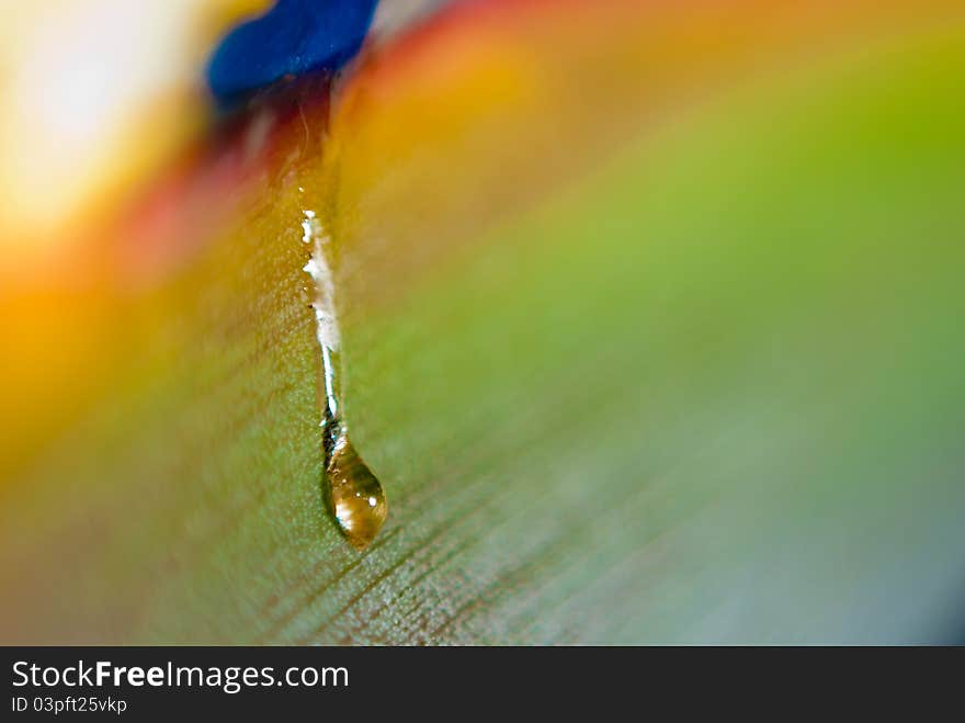 Teardrop from a colorful flower. Teardrop from a colorful flower