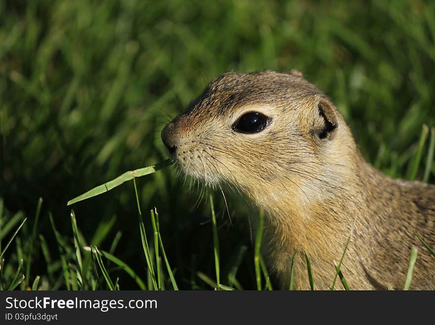 A gopher eating grass in Alberta