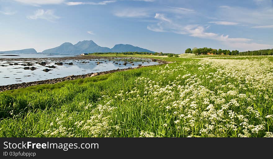 A large field of flowers, along a stretch of the coast of Norway. A large field of flowers, along a stretch of the coast of Norway