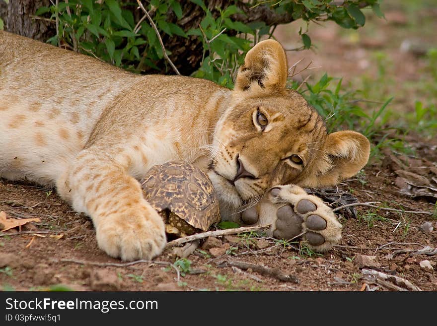 A lion cub lying on the ground holding a tortoise between its paws. A lion cub lying on the ground holding a tortoise between its paws