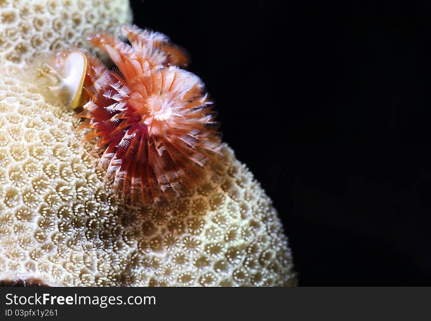 This is a Christmas Tree Worm living in lobe coral.