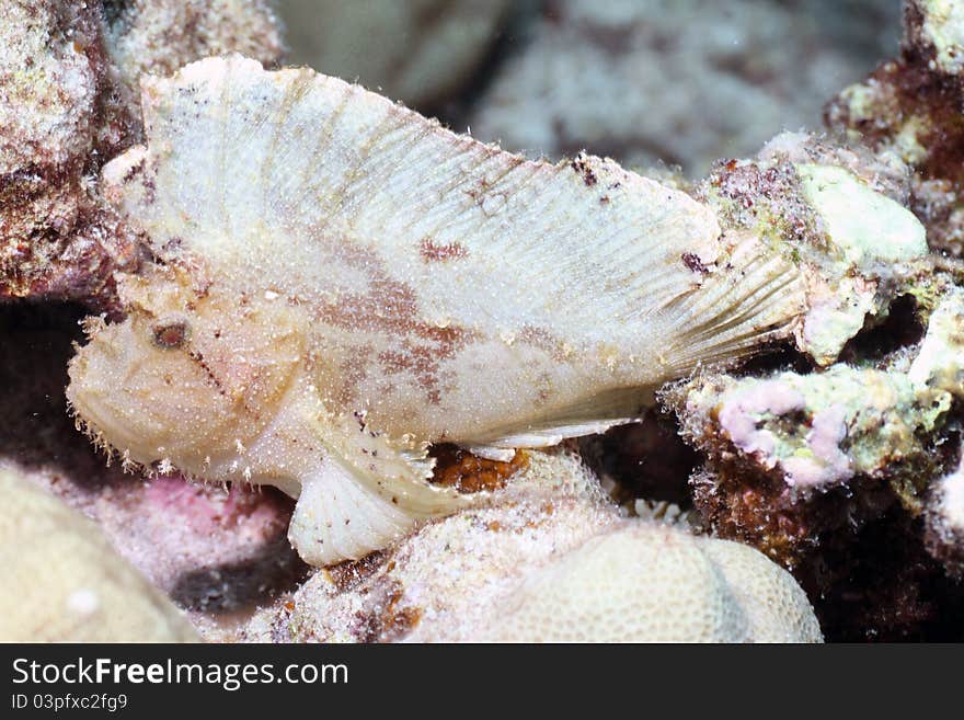 This is a leaf scorpion fish. The picture was taken on the Big Island of Hawaii.