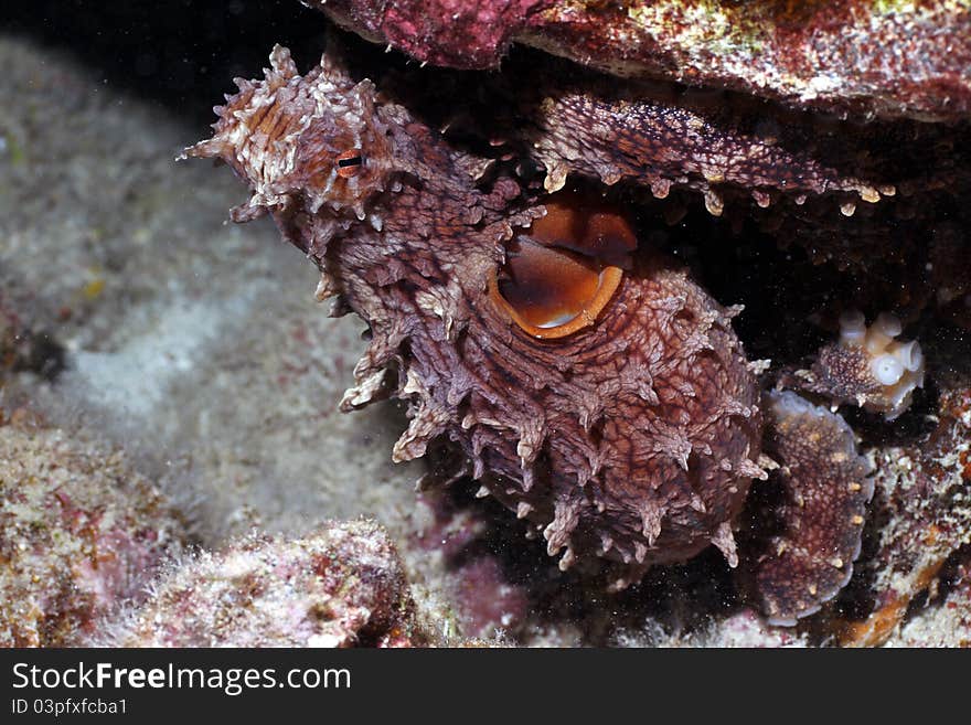 This is a picture of a Hawaiian Day Octopus doing his best mimicry to blend into the surroundings.