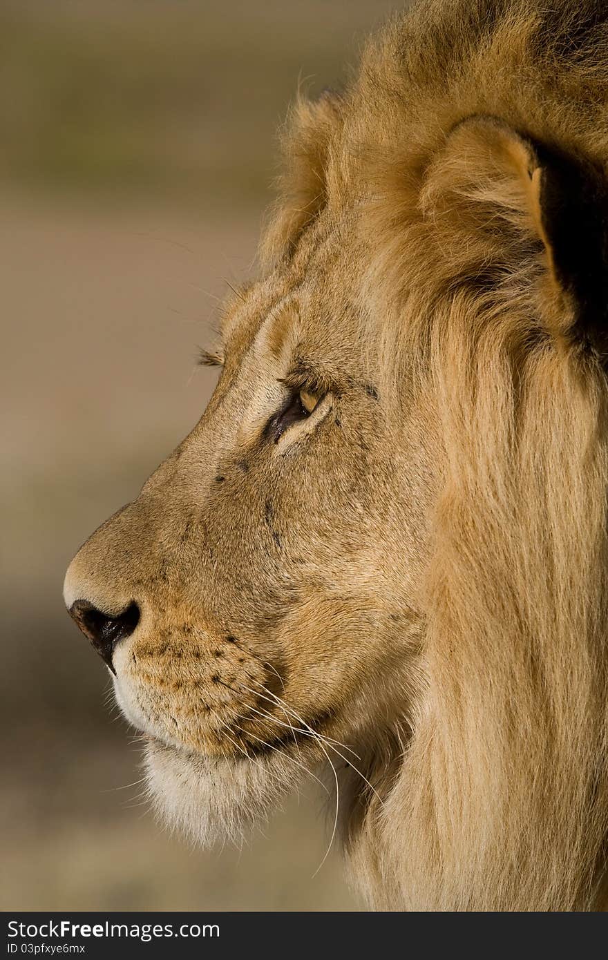 A side-on photo of a male lion's face in beautiful golden light in South Africa's Kgalagadi Transfrontier Park. A side-on photo of a male lion's face in beautiful golden light in South Africa's Kgalagadi Transfrontier Park.